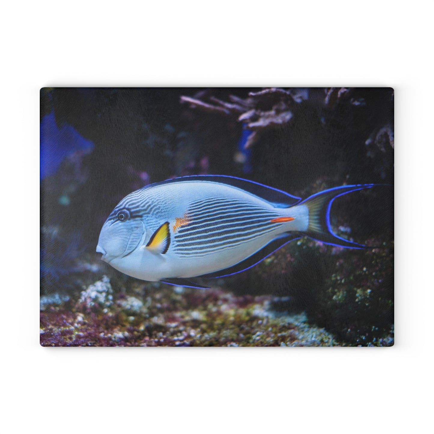 Tabla de cortar de coral Blue Tang: un elegante estilo oceánico para tu cocina